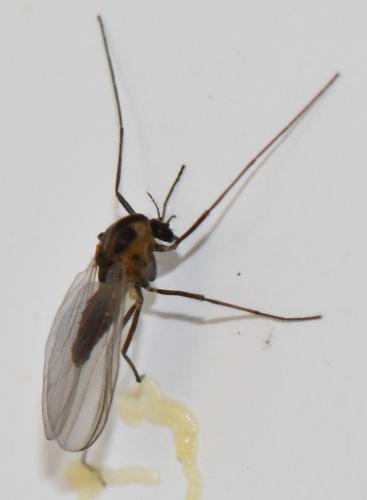Réf. 295 972 : Orthocladiinae inconnu
